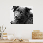 Hund in Schwarz-Weiß Poster (Küche)