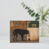 Hund in Venedig Postkarte (Stehend Vorderseite)