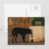 Hund in Venedig Postkarte (Vorne/Hinten)