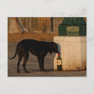 Hund in Venedig Postkarte