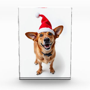Hund in Weihnachtsmannmütze Fotoblock
