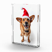 Hund in Weihnachtsmannmütze Fotoblock (Rechts)