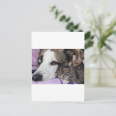 Hund, Katze, Freundschaft Postkarte (Stehend Vorderseite)