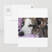 Hund, Katze, Freundschaft Postkarte (Vorne/Hinten)