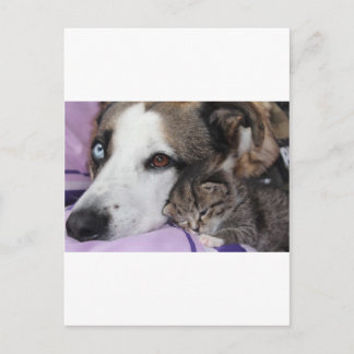 Hund, Katze, Freundschaft Postkarte