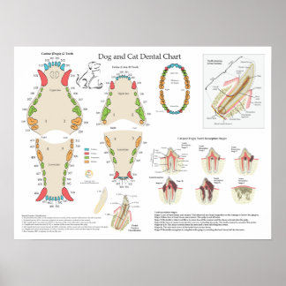 Hund Katze Veterinär-Zahn-Diagramm Poster