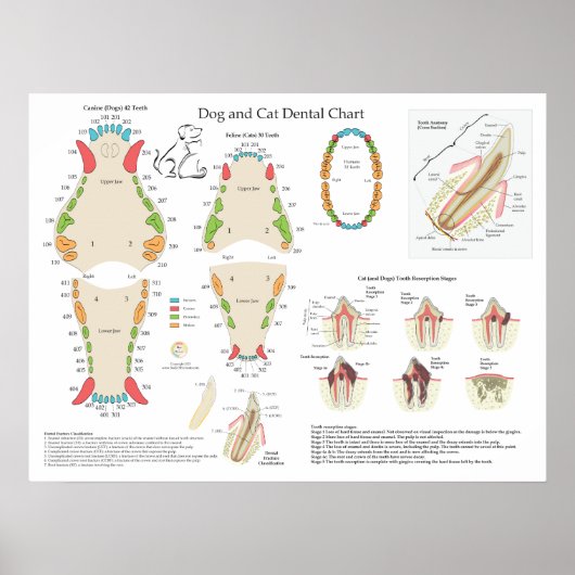 Hund Katze Veterinär-Zahn-Diagramm Poster (Vorne)