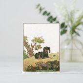 Hund - kontinentaler SpielzeugSpaniel Postkarte (Stehend Vorderseite)