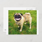 Hund lächelt Mops Postkarte (Vorne/Hinten)