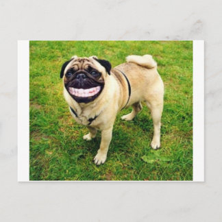 Hund lächelt Mops Postkarte