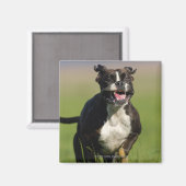 Hund läuft magnet (Vorderseite/Rückseite)