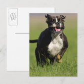 Hund läuft postkarte (Vorne/Hinten)