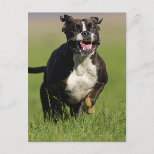 Hund läuft postkarte (Vorderseite)