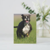 Hund läuft postkarte (Stehend Vorderseite)