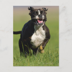 Hund läuft postkarte