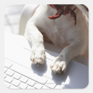 Hund legt sich die Hände auf einen Laptop Quadratischer Aufkleber