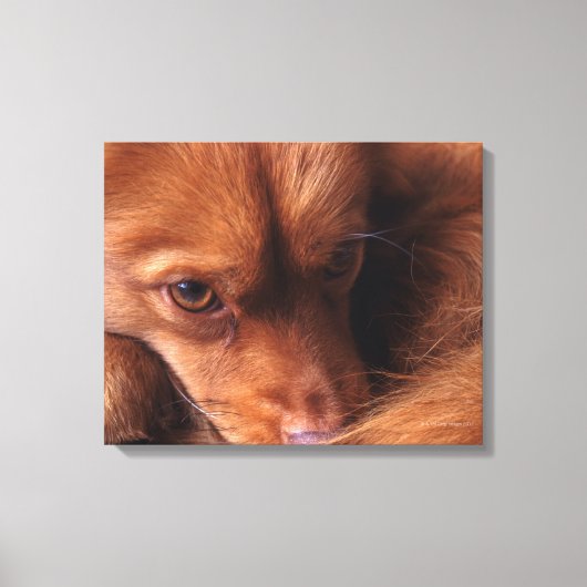 Hund Leinwanddruck (Vorderseite)