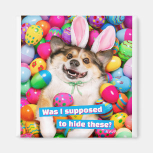Hund liegt auf Ostereiern Magnet
