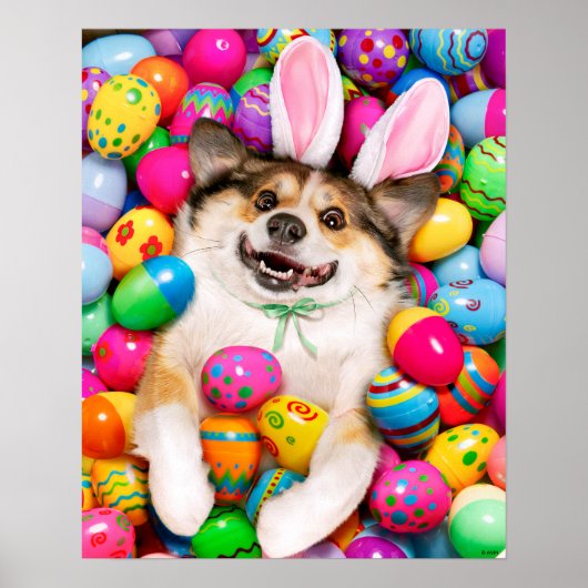 Hund liegt auf Ostereiern Poster (Vorne)