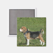 Hund Magnet (Vorderseite/Rückseite)