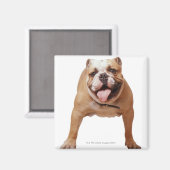 ,hund magnet (Vorderseite/Rückseite)