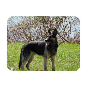 Hund Magnet