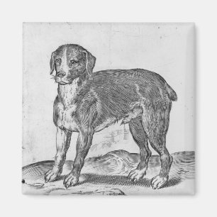 Hund Magnet