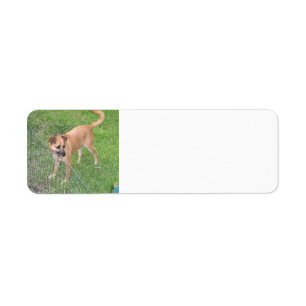 Hund mit Carolina 2.png