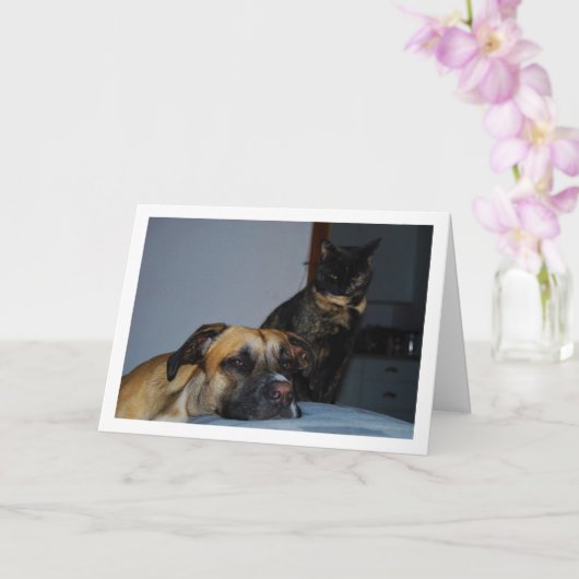 Hund mit Cat Portrait Karte (Orchidee)