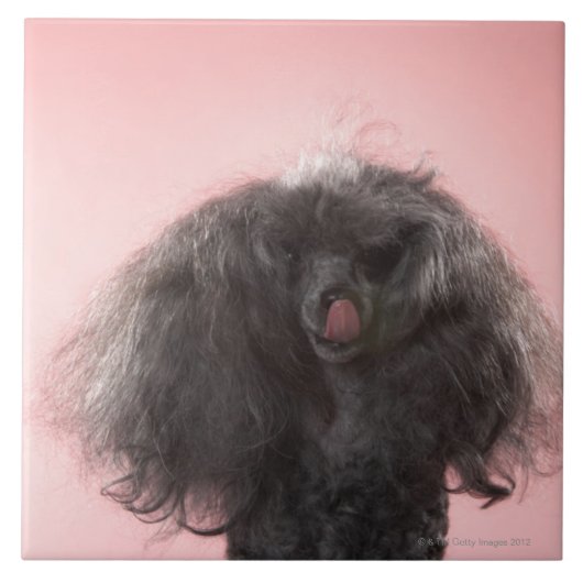 Hund mit dem Haar vor Gesicht und Zunge heraus Fliese (Vorderseite)