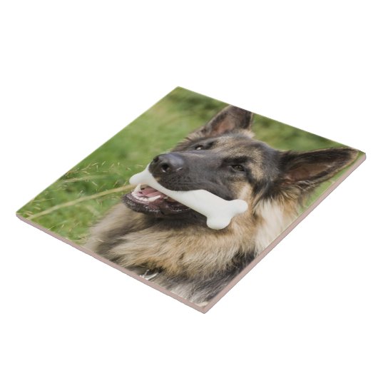 Hund mit dem Knochen Fliese (Seite)