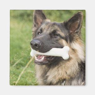 Hund mit dem Knochen Magnet