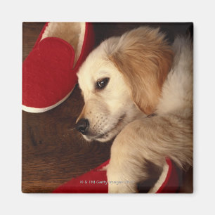 Hund mit den Schuhen, die auf dem hölzernen Boden Magnet