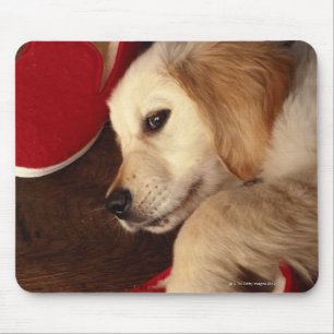 Hund mit den Schuhen, die auf dem hölzernen Boden Mousepad