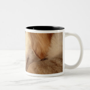 Hund mit den Schuhen, die auf dem hölzernen Boden Zweifarbige Tasse