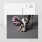 Hund mit Diva-Schüssel, Sniffboden Postkarte (Vorne/Hinten)