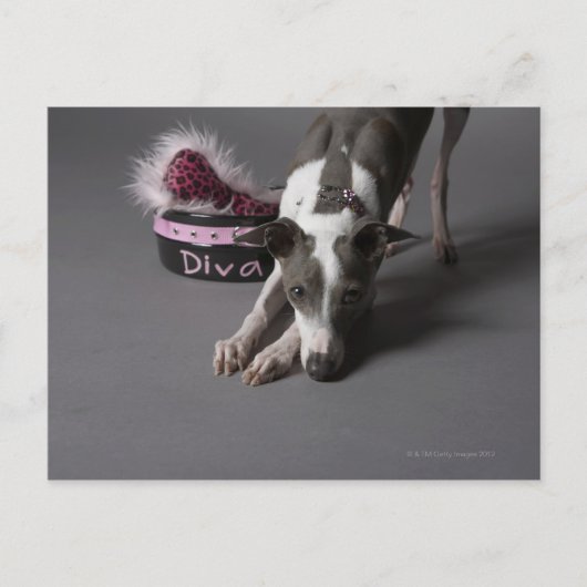 Hund mit Diva-Schüssel, Sniffboden Postkarte (Vorderseite)