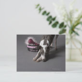 Hund mit Diva-Schüssel, Sniffboden Postkarte (Stehend Vorderseite)