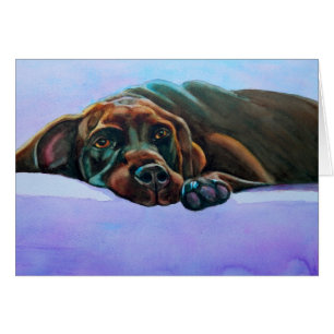 Hund mit entspannter Schokolade Labrador