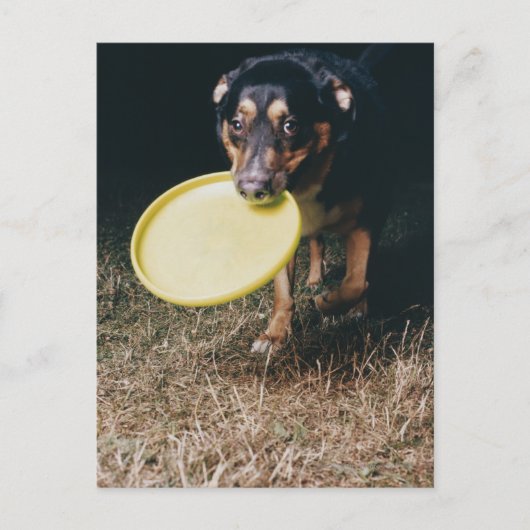 Hund mit Frisbee im Mund Postkarte (Vorderseite)