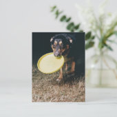 Hund mit Frisbee im Mund Postkarte (Stehend Vorderseite)