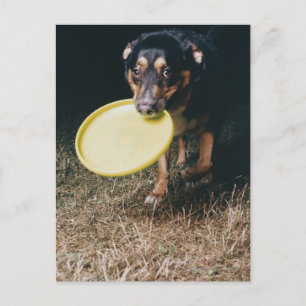 Hund mit Frisbee im Mund Postkarte