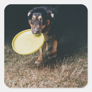 Hund mit Frisbee im Mund Quadratischer Aufkleber