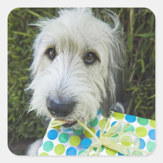 Hund mit Geschenk im Mund Quadratischer Aufkleber (Vorderseite)