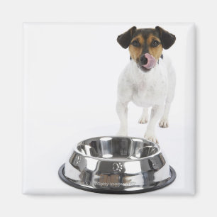 Hund mit großer Schüssel Magnet