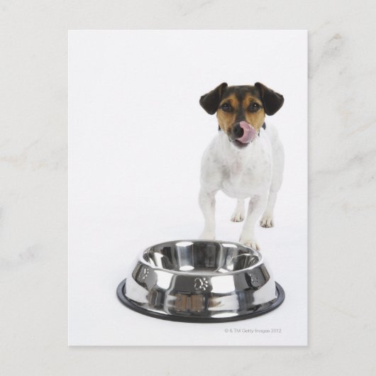 Hund mit großer Schüssel Postkarte (Vorderseite)