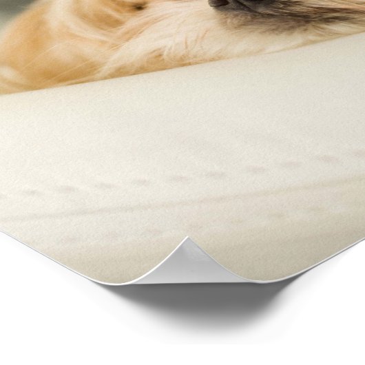 Hund mit Krone Poster (Ecke)