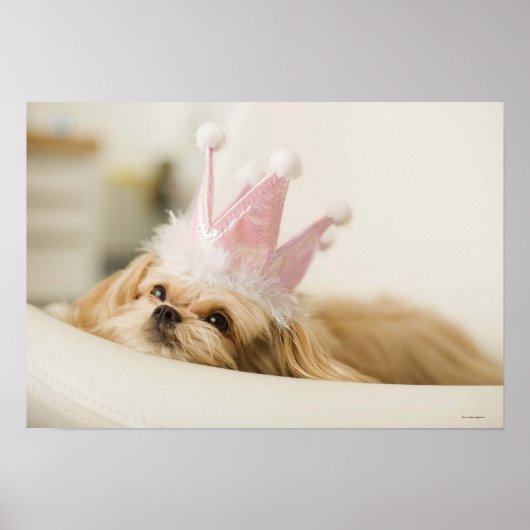 Hund mit Krone Poster (Vorne)