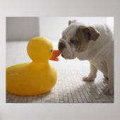Hund mit Kunststoffente Poster (Vorne)