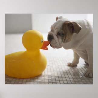 Hund mit Kunststoffente Poster